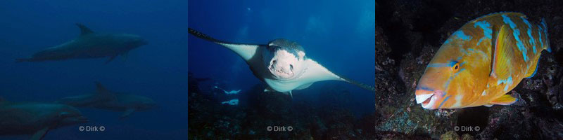 duiken galapagos 