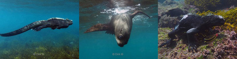 duiken galapagos 