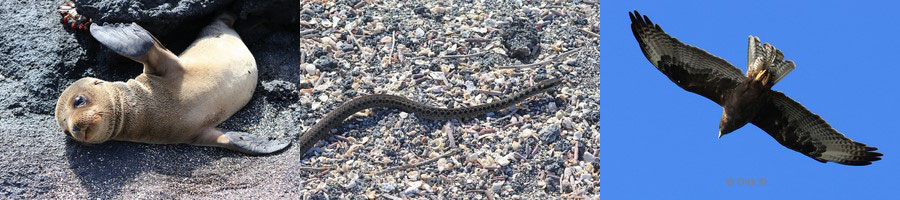 landtour galapagos eiland isabela