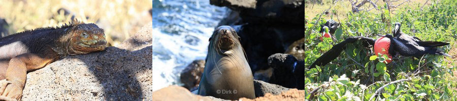 landtour galapagos eiland north seymour