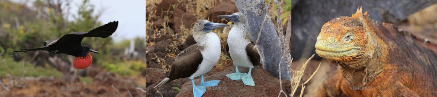 landtour galapagos eiland north seymour