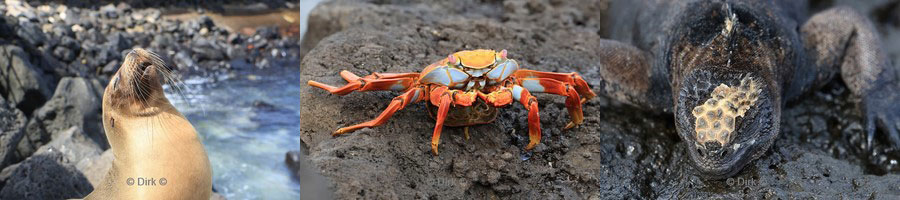 galapagos san cristobal