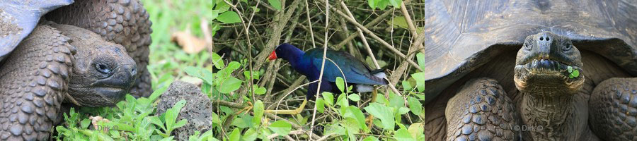 tour galapagos grand majestic