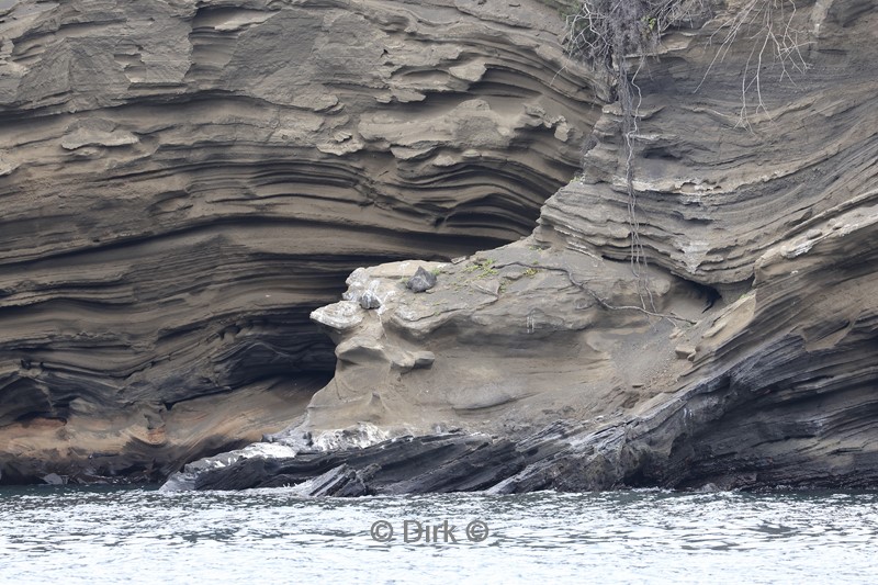 galapagos isabela island