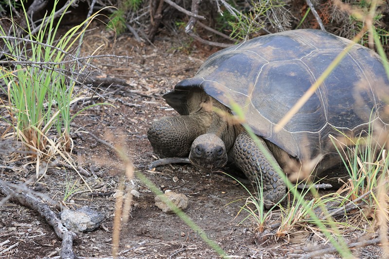 galapagos isabela island schildpad