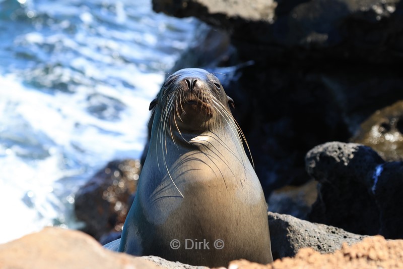 galapagos north seymour zeeleeuw