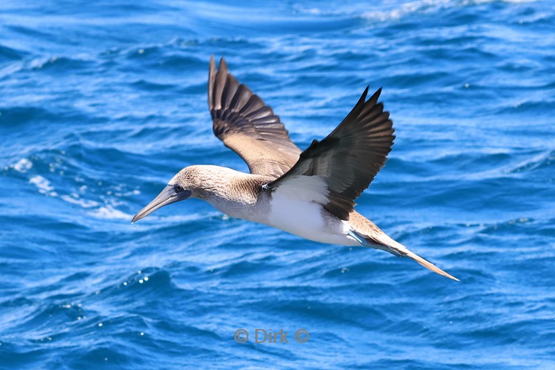 galapagos north seymour blauwvoet jan van genten