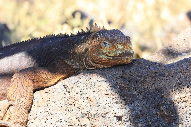 galapagos north seymour leguaan