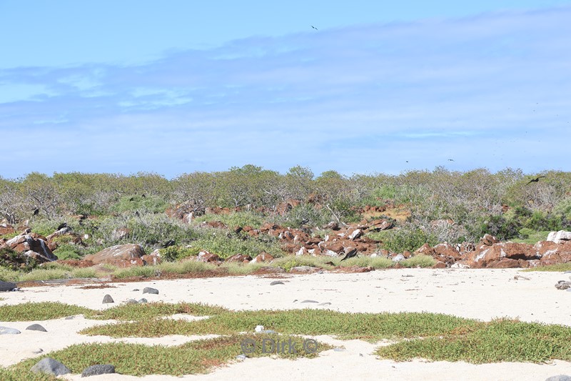 galapagos north seymour