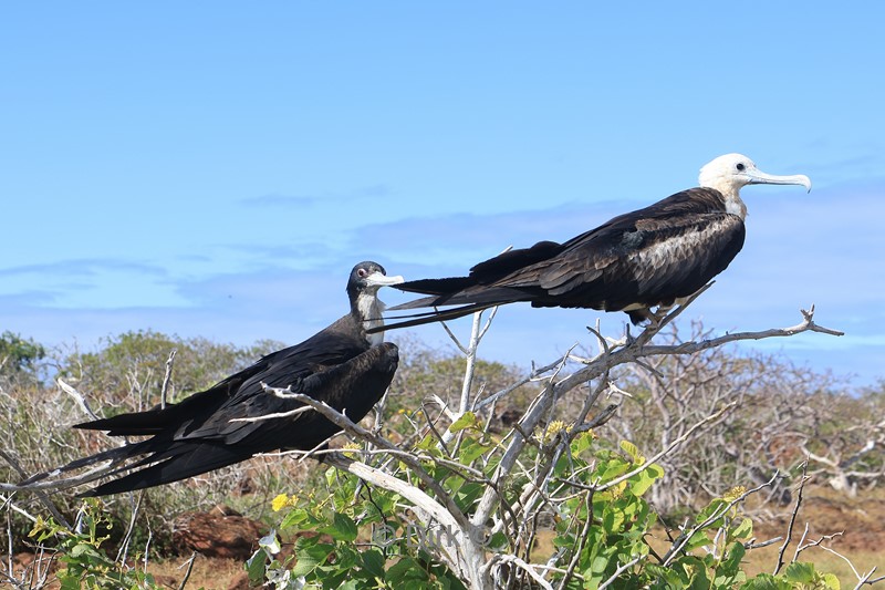 galapagos north seymour fregatvogels