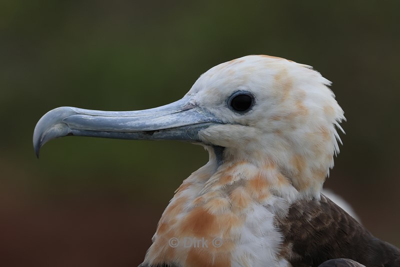galapagos north seymour fregatvogel