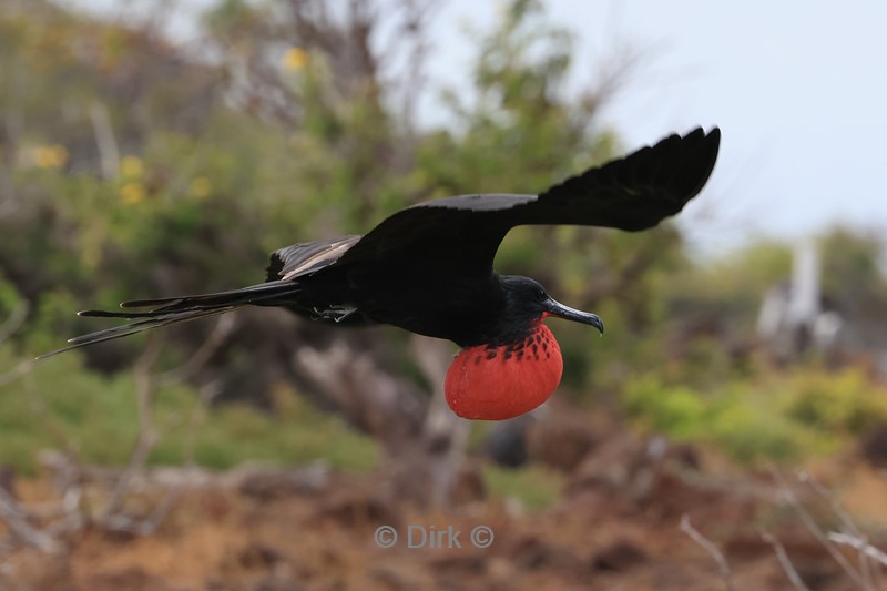 galapagos north seymour fregatvogel