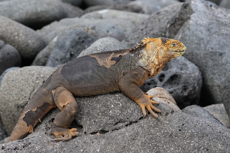 galapagos north seymour leguaan