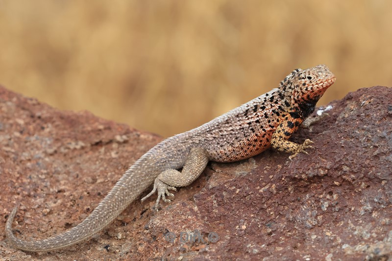 galapagos north seymour hagedis