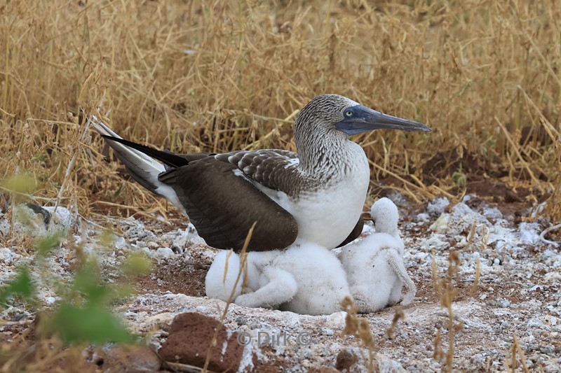 galapagos north seymour blauwvoet jan van genten