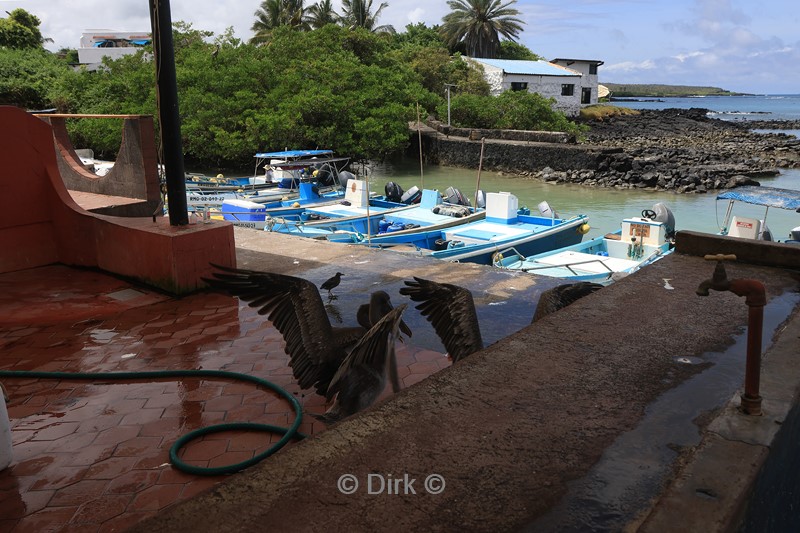 galapagos puerto ayora santa cruz