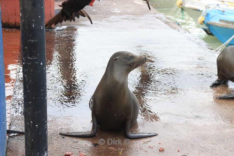 galapagos puerto ayora santa cruz