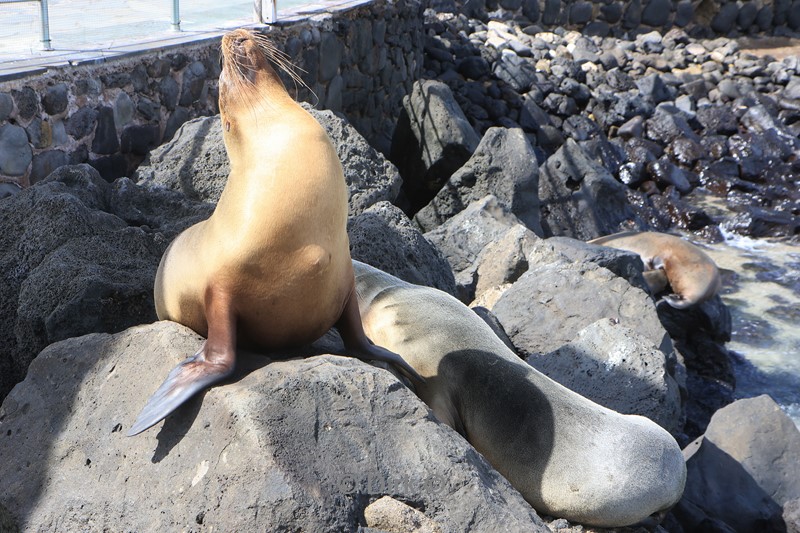 galapagos san cristobal