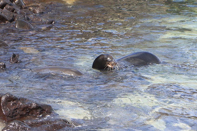 galapagos san cristobal