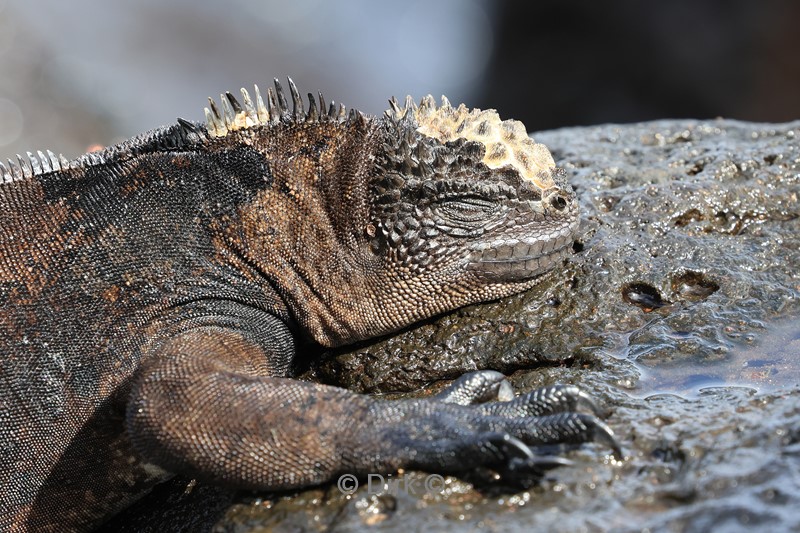 galapagos san cristobal