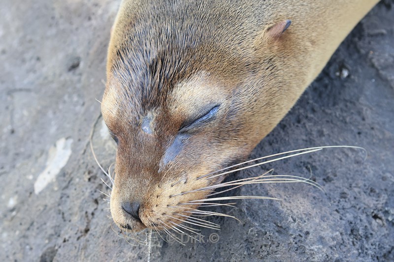 galapagos san cristobal