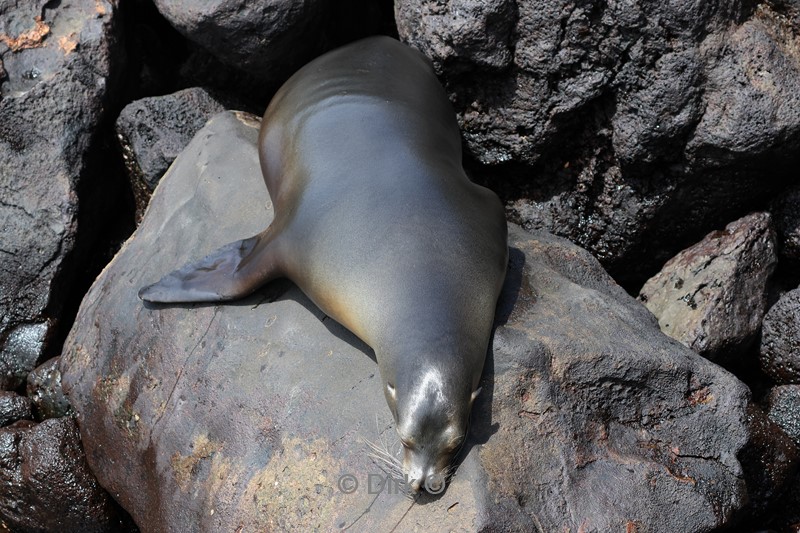 galapagos san cristobal