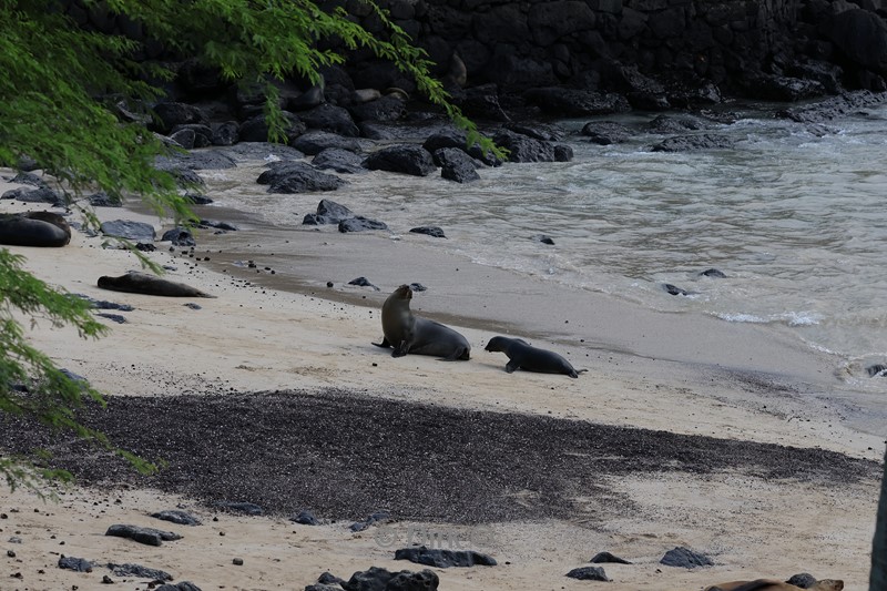 galapagos san cristobal
