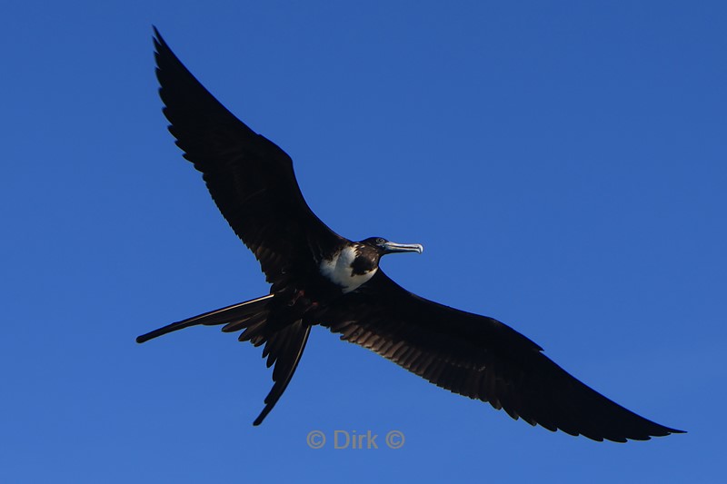 galapagos puerto ayora santa cruz
