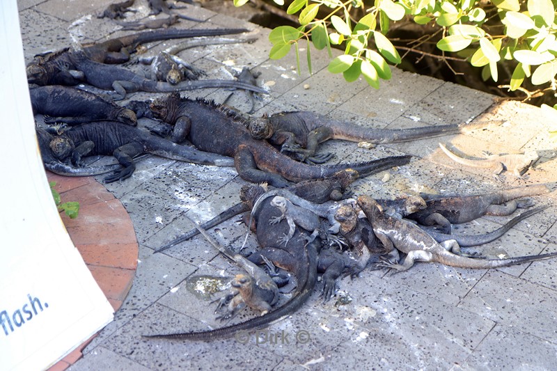 galapagos puerto ayora santa cruz