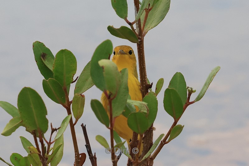 galapagos santa cruz