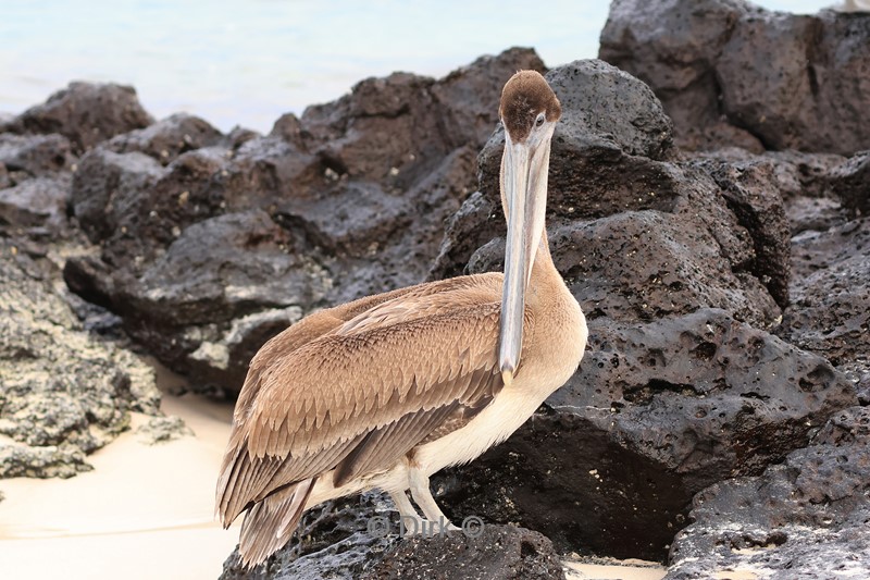 galapagos santa cruz
