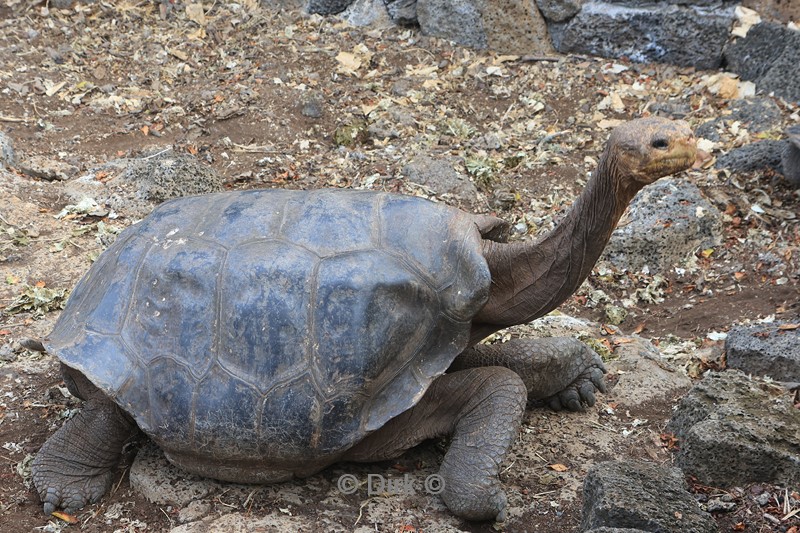 galapagos santa cruz