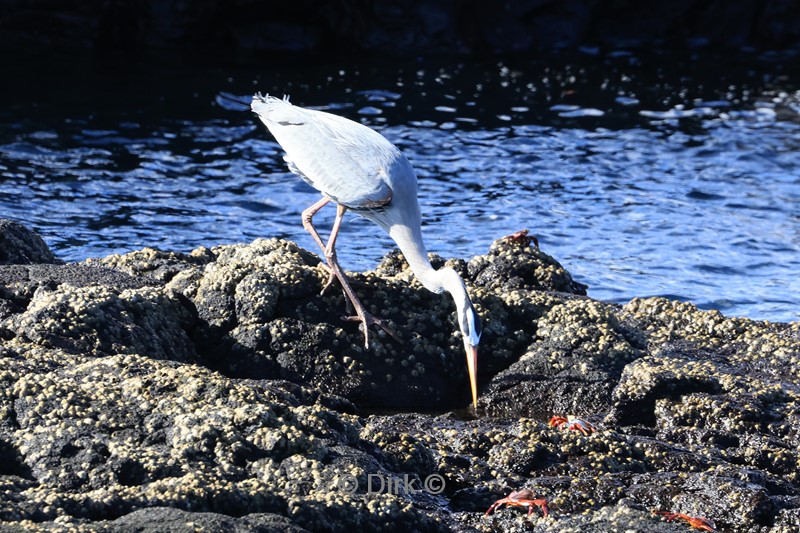 galapagos santiago island reiger