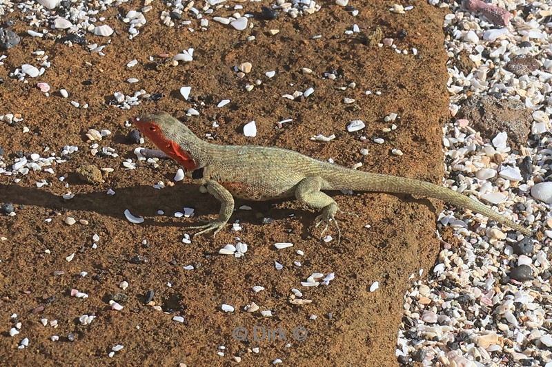 galapagos santiago island hagedis