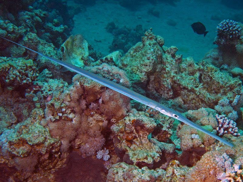 diving jordan red sea