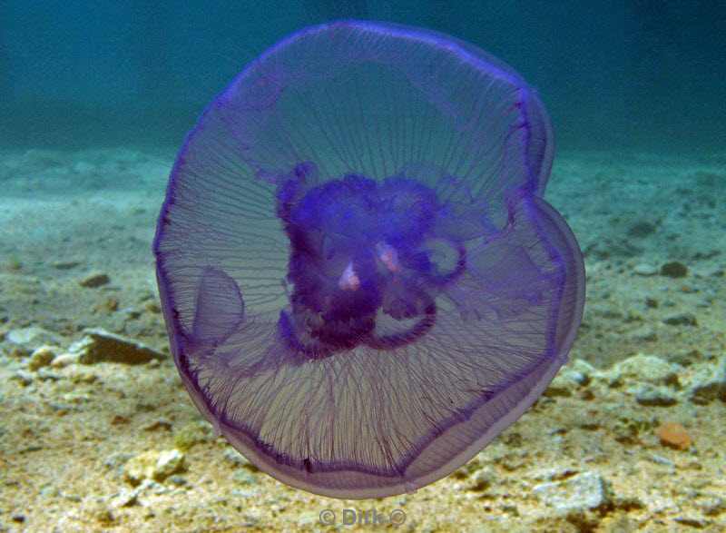 diving jordan red sea