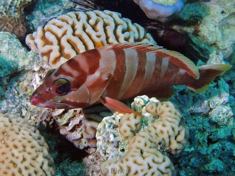 diving jordan red sea