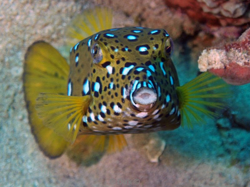 diving jordan red sea