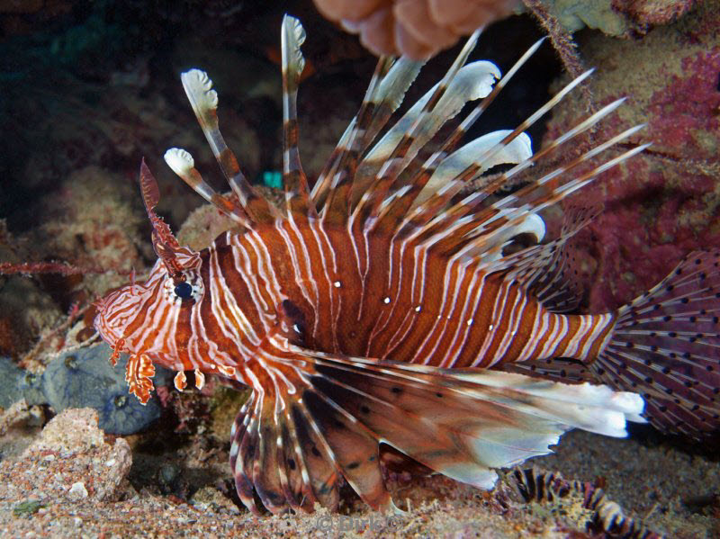 diving jordan red sea