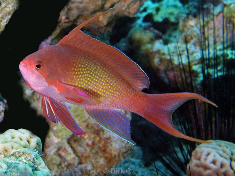 diving jordan red sea