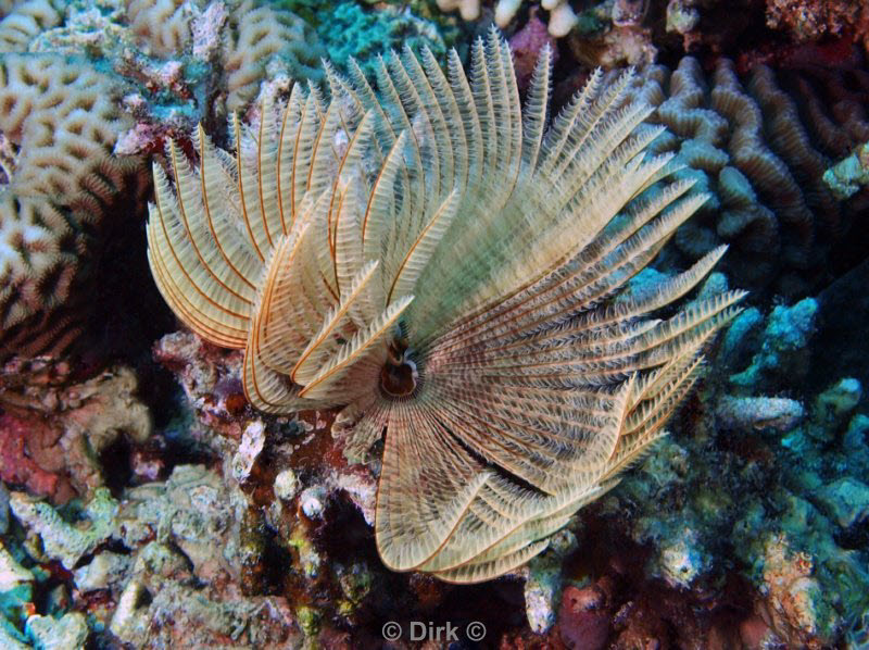 diving jordan red sea