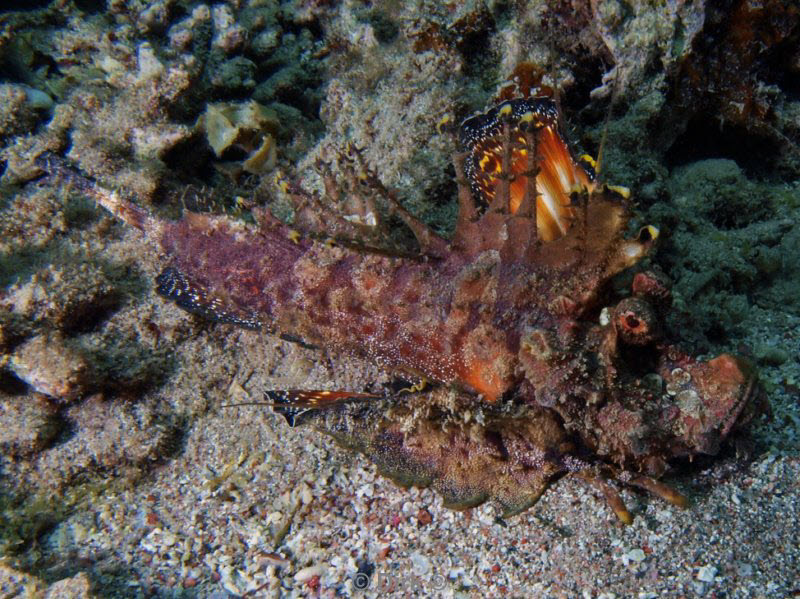 diving jordan red sea