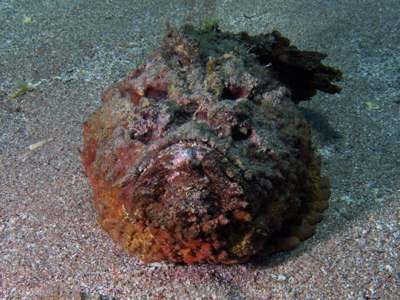 diving jordan red sea