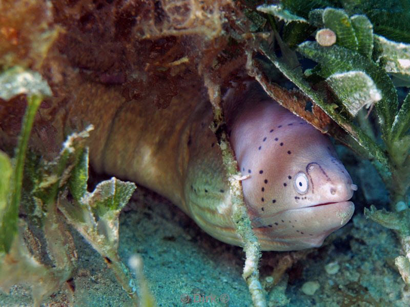 diving jordan red sea