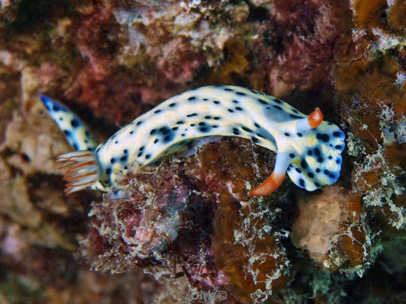 diving jordan red sea