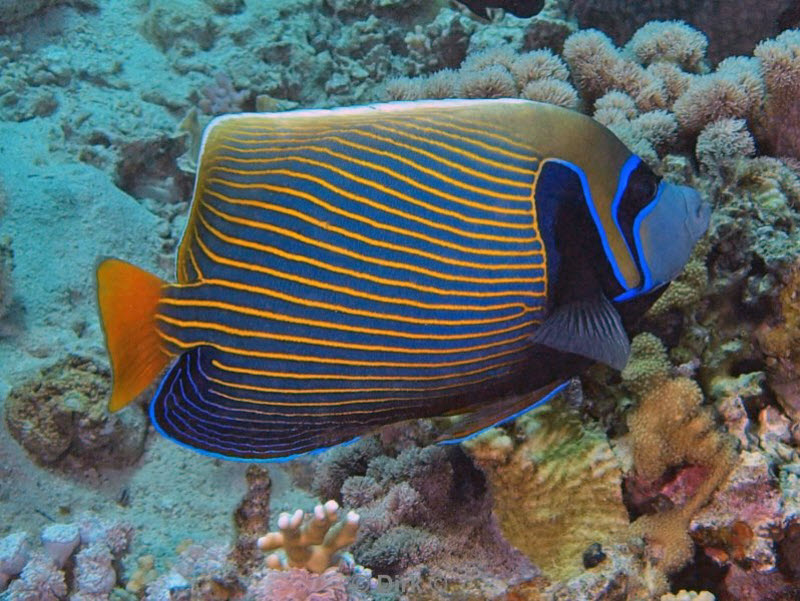 diving jordan red sea