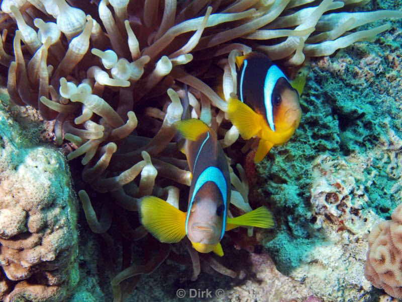 diving jordan red sea