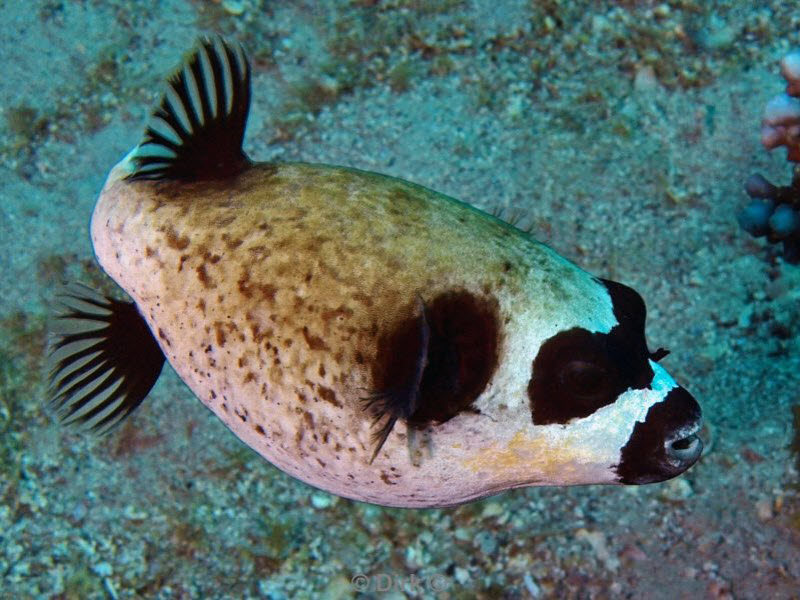 diving jordan red sea