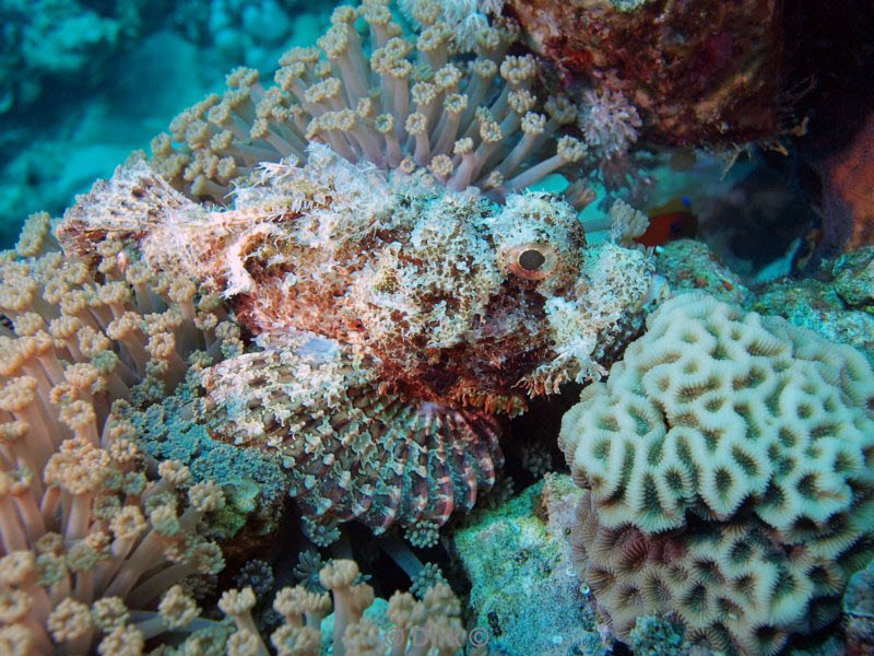 diving jordan red sea