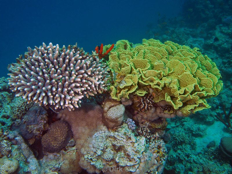 diving jordan red sea